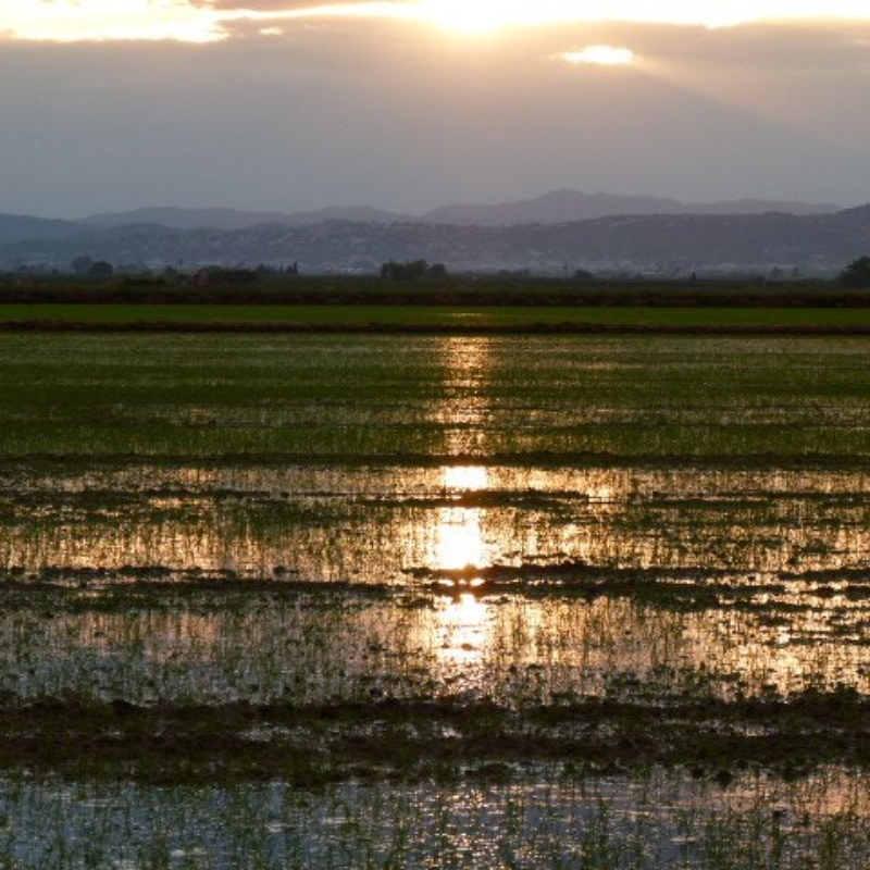 Arroces E. Lozano